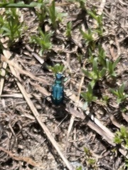 Cicindela depressula
