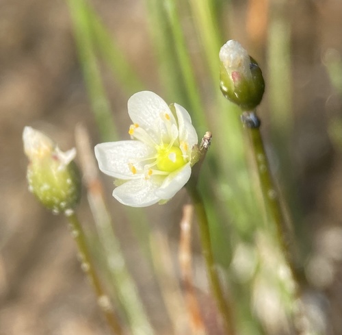 Drosera anglica