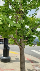 Ginkgo biloba