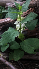Lamium album