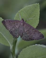 Anania fuscalis