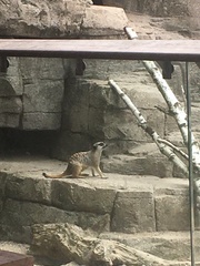 Suricata