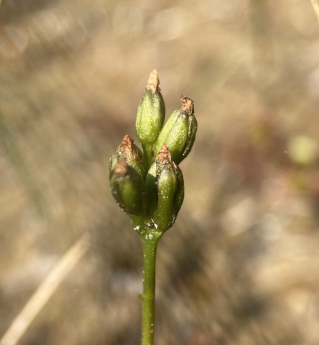 Drosera anglica