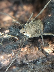 Ortholasma rugosum
