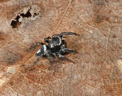 Habronattus carolinensis