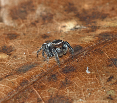 Habronattus carolinensis
