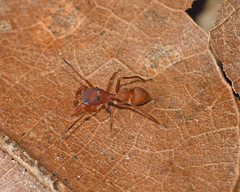 Peckhamia scorpionia