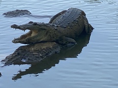 Crocodylus moreletii