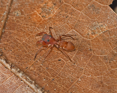 Peckhamia scorpionia