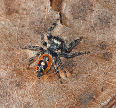 Phidippus workmani