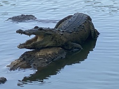 Crocodylus moreletii