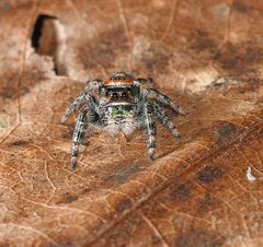 Phidippus workmani