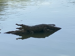 Crocodylus moreletii
