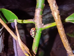 Adippe zebrina