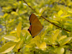 Heliophorus