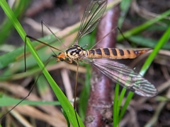Nephrotoma flavipalpis