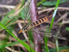 Nephrotoma flavipalpis