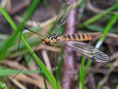 Nephrotoma flavipalpis