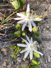 Passiflora pectinata