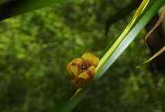 Maxillaria subrepens