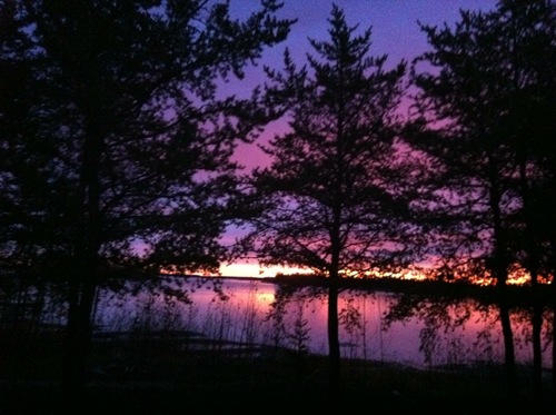 Jack pine