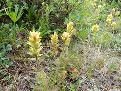 Castilleja peirsonii