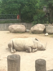 Rhinocerotidae