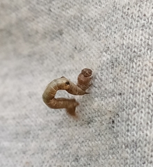 Hypomecis punctinalis