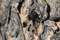 Cyrtopogon dasyllis