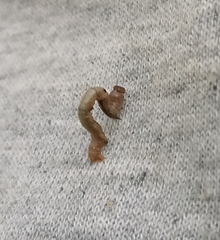 Hypomecis punctinalis