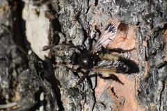 Cyrtopogon dasyllis