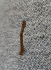 Hypomecis punctinalis