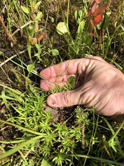 Lachnocaulon digynum