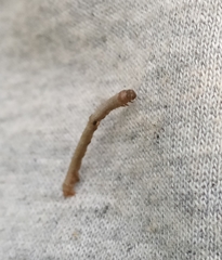 Hypomecis punctinalis