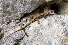 Podarcis muralis