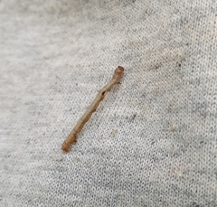 Hypomecis punctinalis