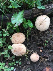 Calvatia rubroflava