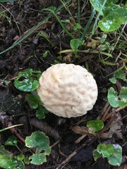 Calvatia rubroflava