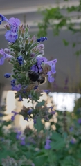 Bombus