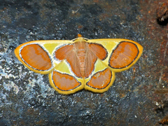 Plutodes cyclaria