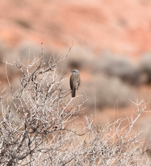 Artemisiospiza nevadensis