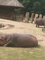 Hippopotamus
