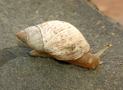 Prestonella bowkeri