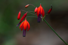 Bessera elegantissima