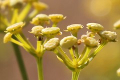 Cachrys libanotis