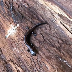 Plethodon elongatus