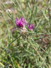 Centaurea sterilis