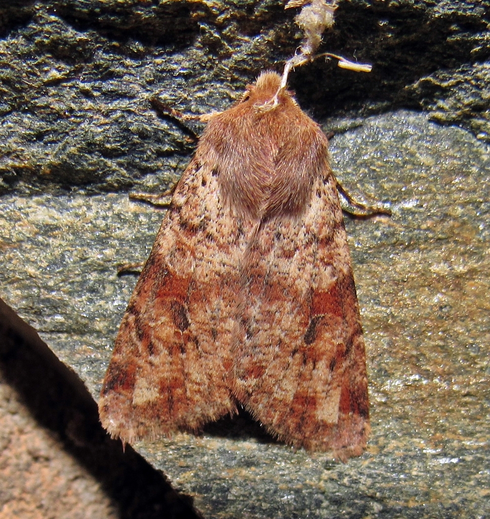 Ruby Quaker