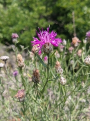 Centaurea sterilis