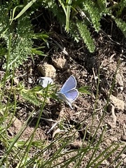 Plebejus anna